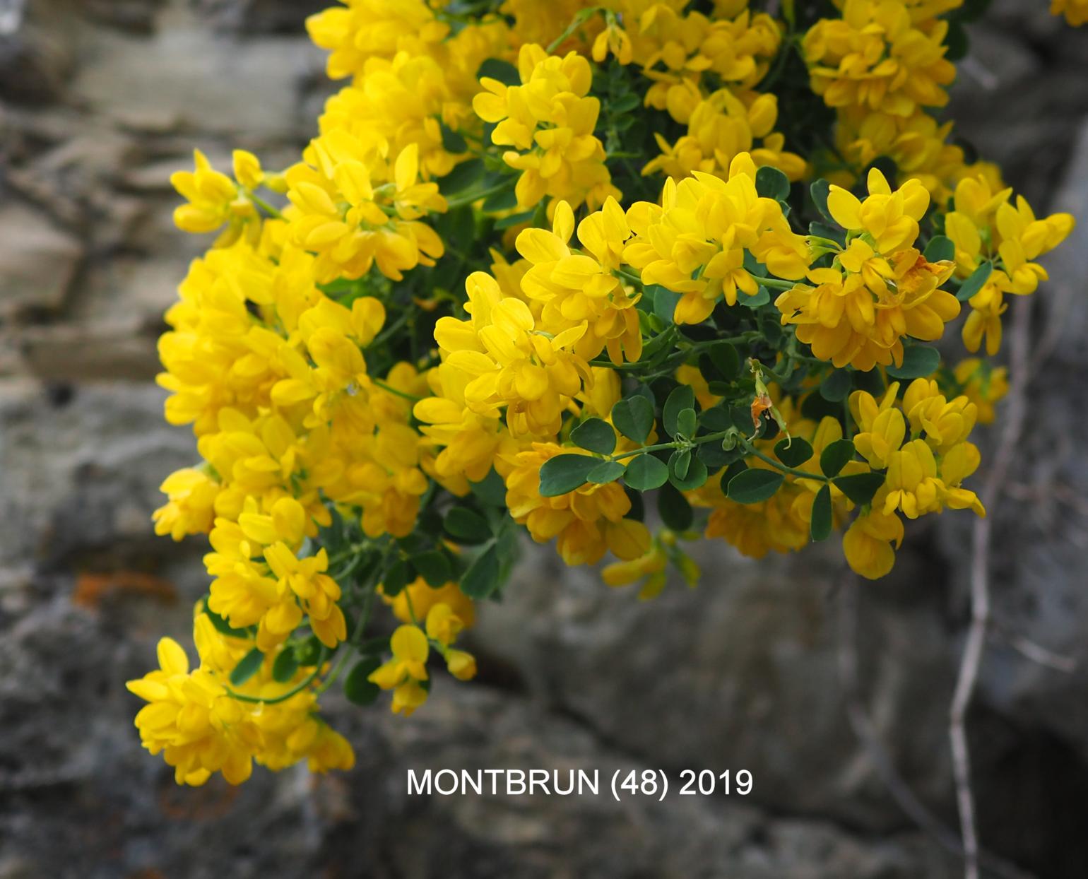 Scorpion-vetch, Shrubby